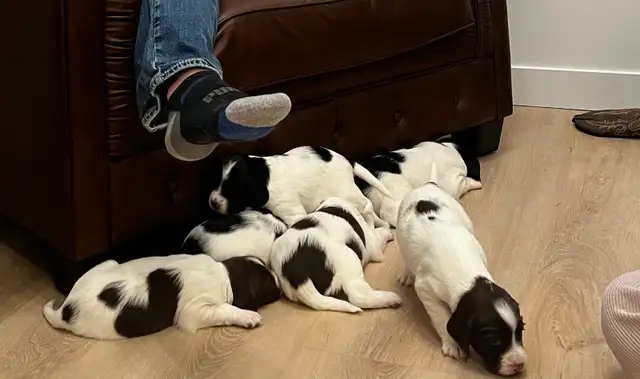 English Springer spaniels - Photo 9