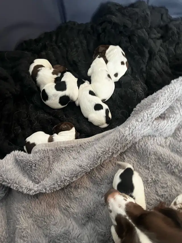 English Springer spaniels - Photo 10