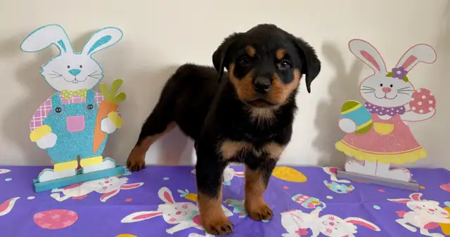 Beautiful Rottweiler female puppy