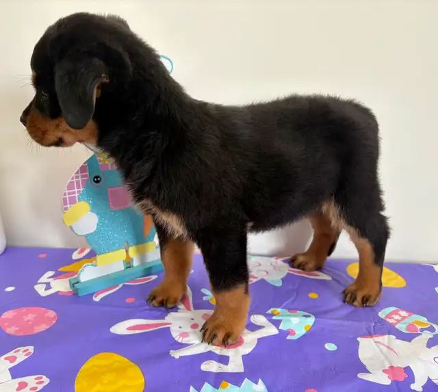 Beautiful Rottweiler female puppy - Photo 2