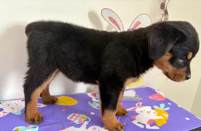 Beautiful Rottweiler female puppy - Photo 3