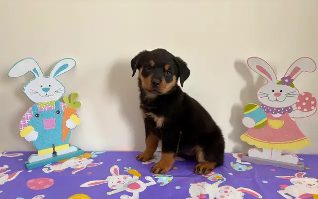 Beautiful Rottweiler female puppy - Photo 4