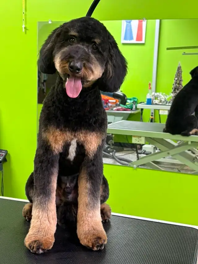 Dog Grooming