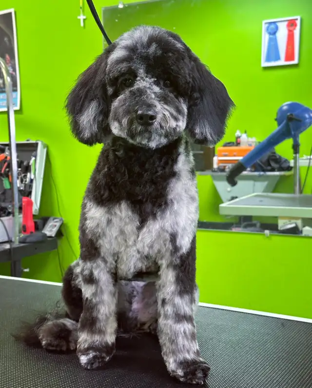 Dog Grooming - Photo 2