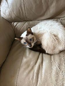L@@K!  UNSPAYED FEMALE SIAMESE CAT FOR SALE