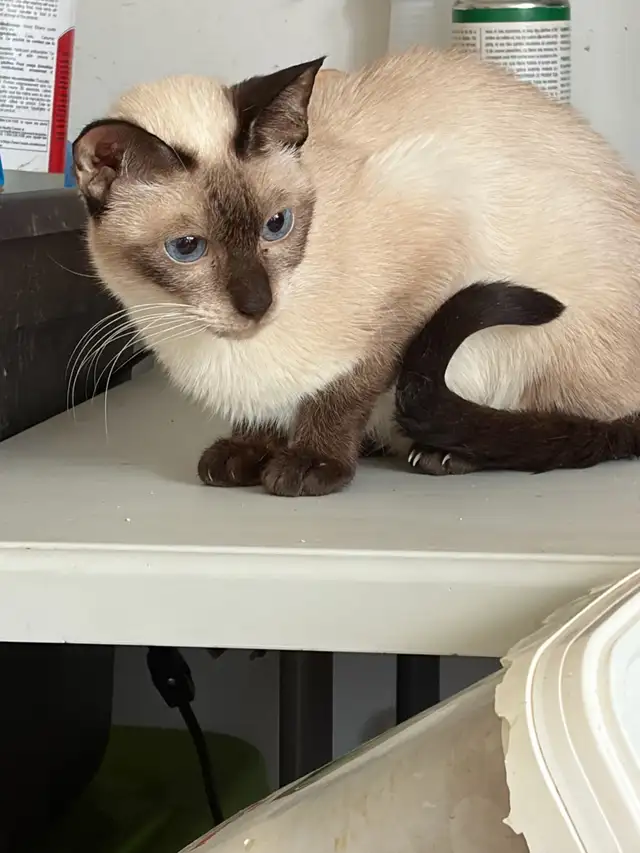 L@@K!  UNSPAYED FEMALE SIAMESE CAT FOR SALE - Photo 2