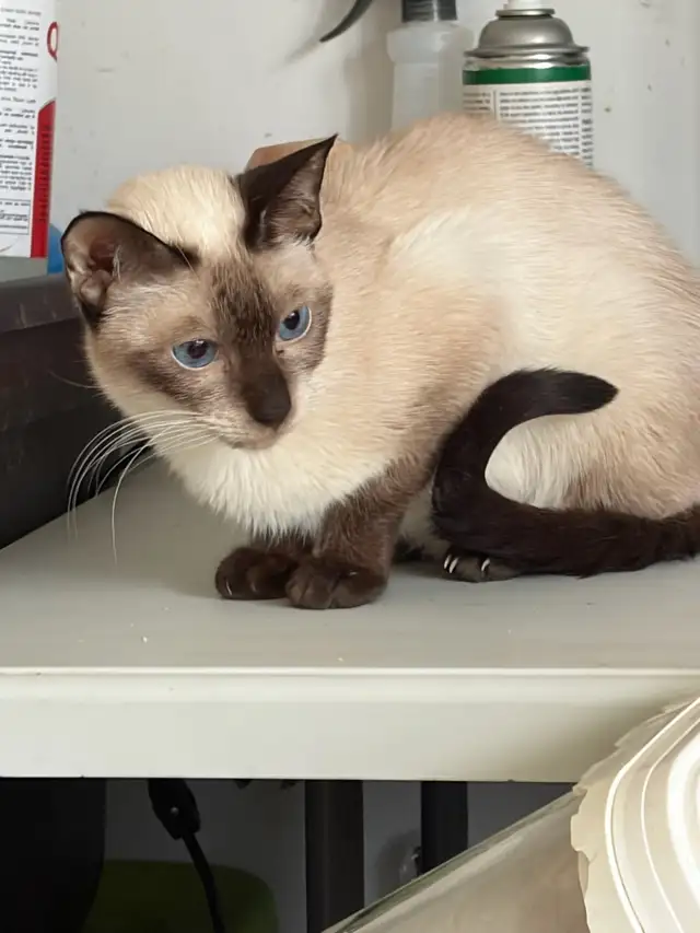 L@@K!  UNSPAYED FEMALE SIAMESE CAT FOR SALE - Photo 3