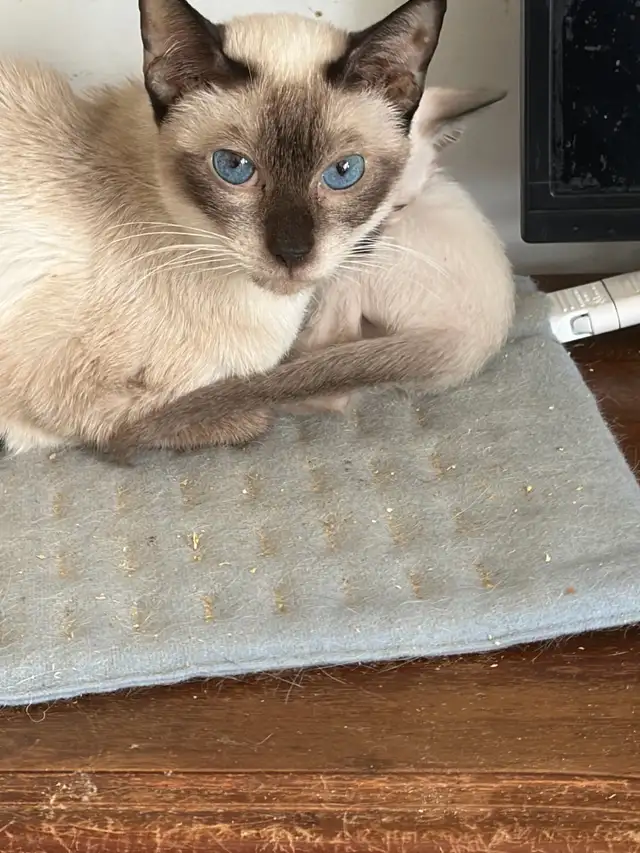 L@@K!  UNSPAYED FEMALE SIAMESE CAT FOR SALE - Photo 4