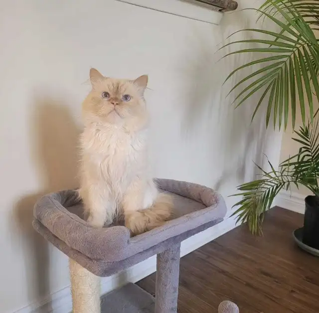 FREE Purebred Ragdoll Cat – URGENT Rehoming