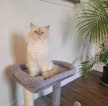 FREE Purebred Ragdoll Cat – URGENT Rehoming
