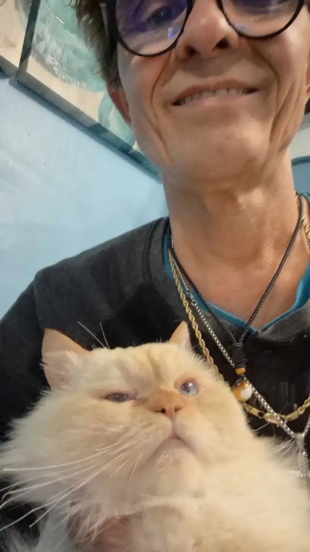 FREE Purebred Ragdoll Cat – URGENT Rehoming - Photo 3