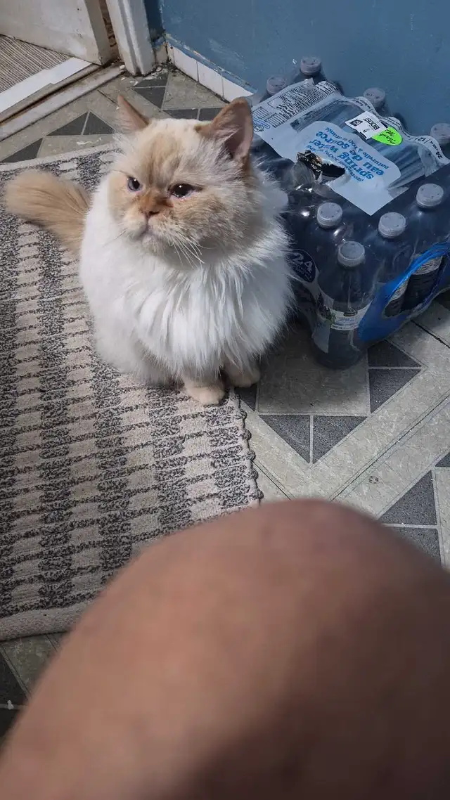 FREE Purebred Ragdoll Cat – URGENT Rehoming - Photo 4