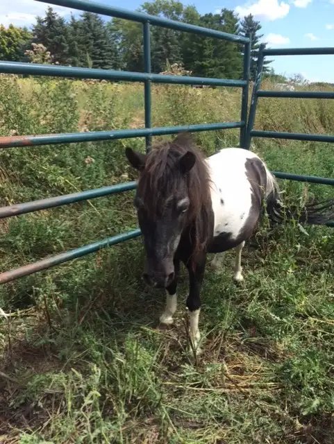 Miniature Pintos - Photo 2