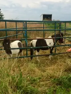 Miniature Pintos - Photo 3
