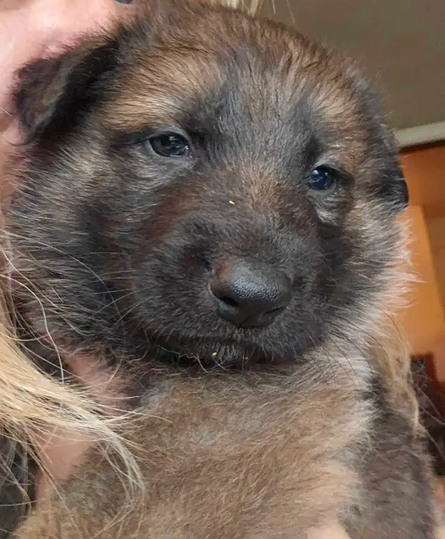 Purebred Rare Color Male German Shepherd Puppy for Sale