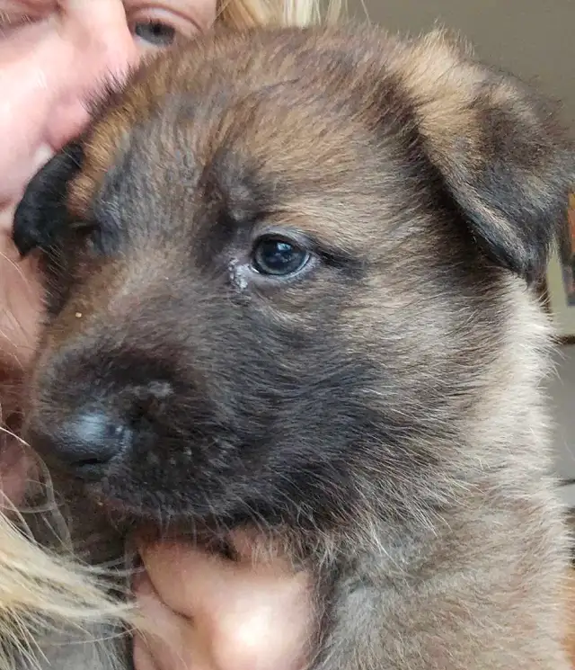 Purebred Rare Color Male German Shepherd Puppy for Sale - Photo 2