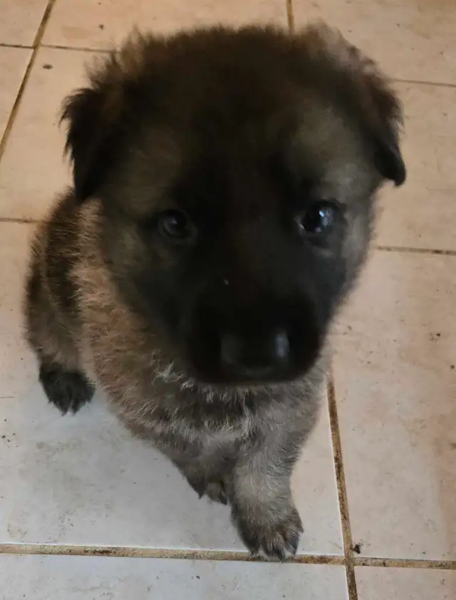 Purebred Rare Color Male German Shepherd Puppy for Sale - Photo 3