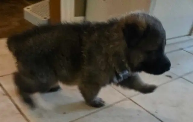 Purebred Rare Color Male German Shepherd Puppy for Sale - Photo 4
