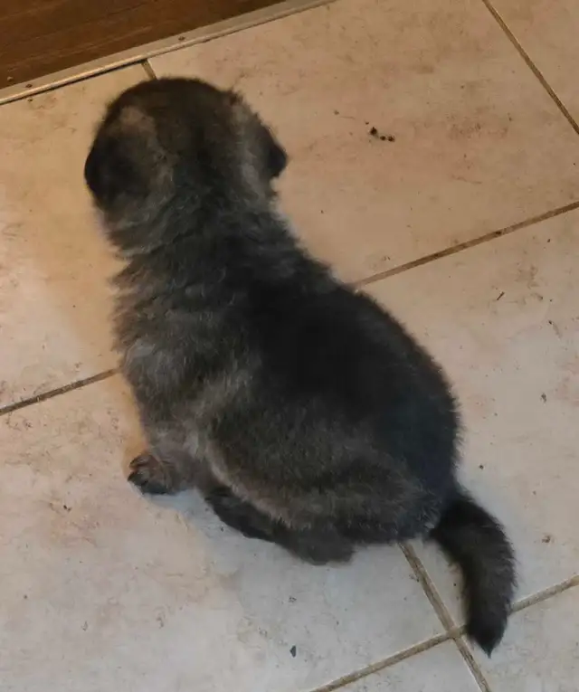 Purebred Rare Color Male German Shepherd Puppy for Sale - Photo 5