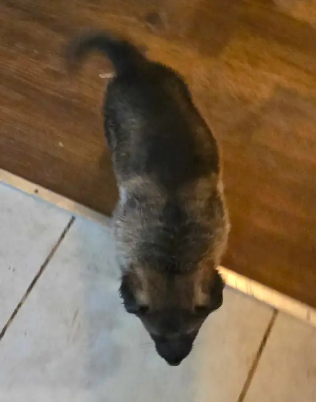 Purebred Rare Color Male German Shepherd Puppy for Sale - Photo 6