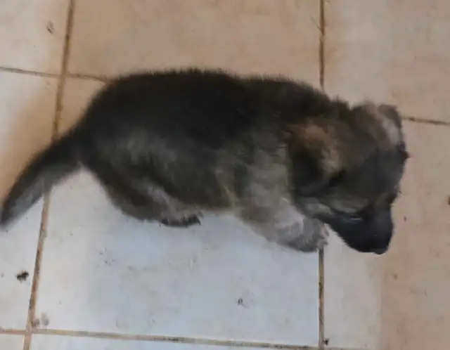 Purebred Rare Color Male German Shepherd Puppy for Sale - Photo 7