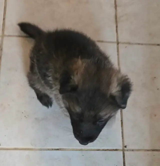 Purebred Rare Color Male German Shepherd Puppy for Sale - Photo 8