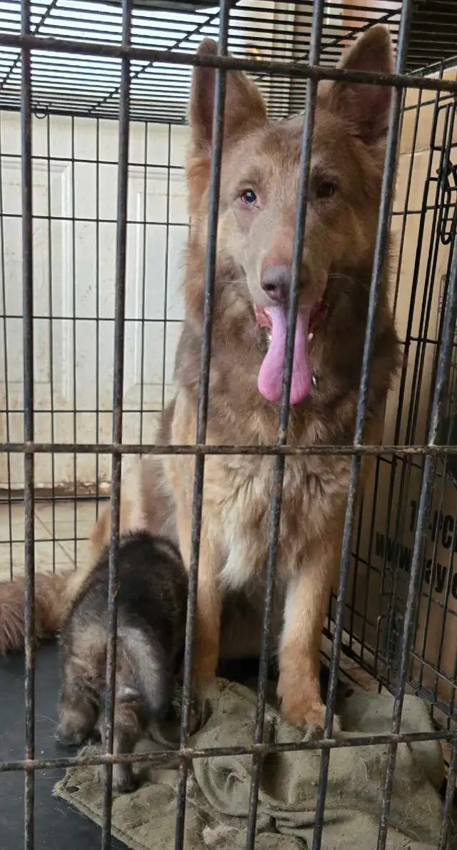 Purebred Rare Color Male German Shepherd Puppy for Sale - Photo 10