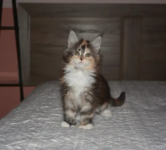 MAINE COON KITTENS, PUREBRED