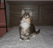 MAINE COON KITTENS, PUREBRED