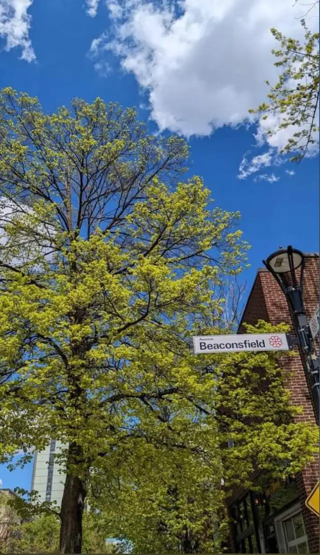 3-1/2 APARTMENT ON BEACONSFILED CORNER OF MONKLAND - Photo 10