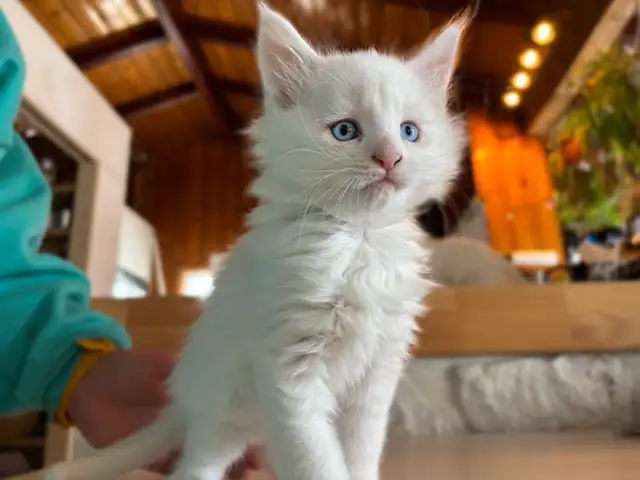 3 chatons Maine coon pure race à vendre