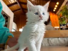 3 chatons Maine coon pure race à vendre