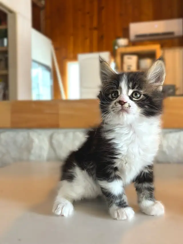 3 chatons Maine coon pure race à vendre - Photo 2