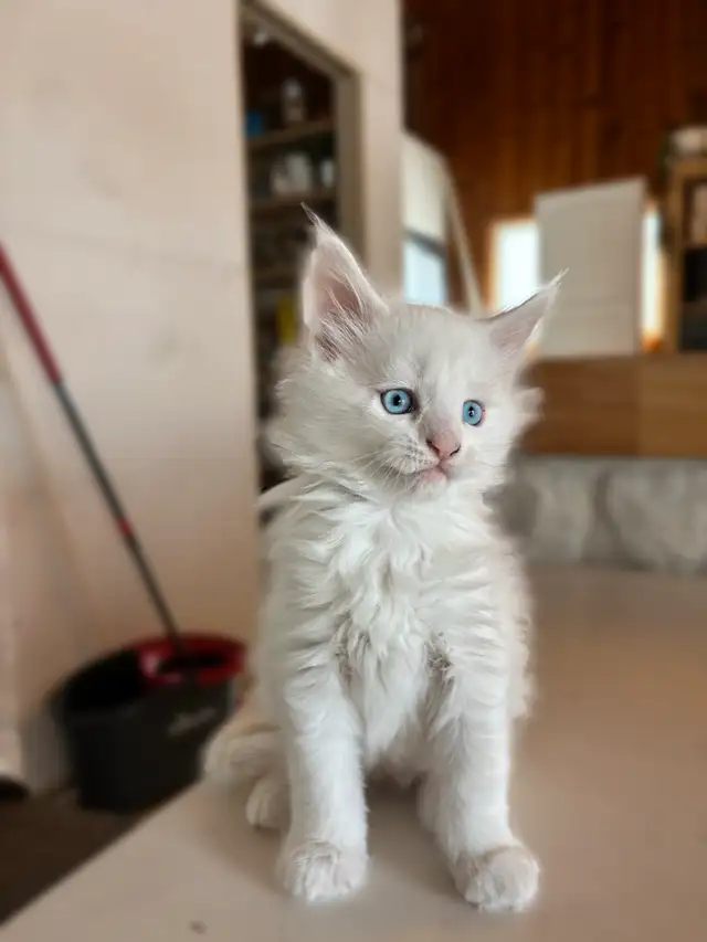 3 chatons Maine coon pure race à vendre - Photo 3