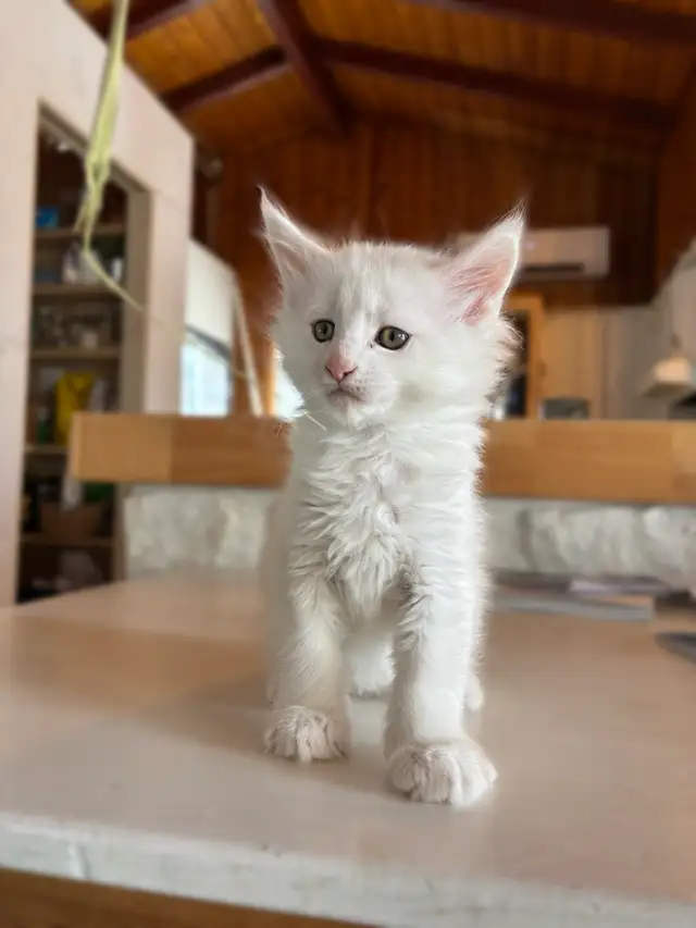 3 chatons Maine coon pure race à vendre - Photo 4