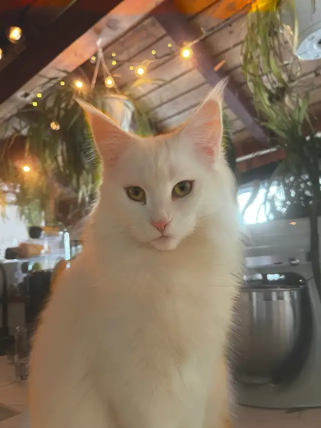 3 chatons Maine coon pure race à vendre - Photo 6