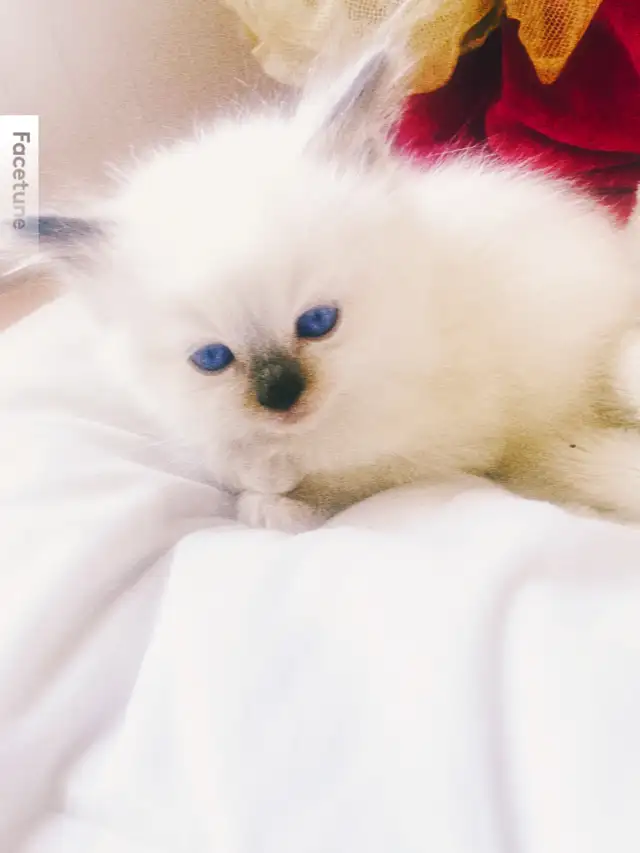 BEAUTIFUL BABY BICOLOR RAGDOLLS!!