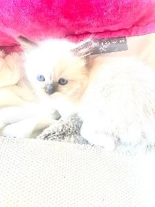 BEAUTIFUL BABY BICOLOR RAGDOLLS!! - Photo 4