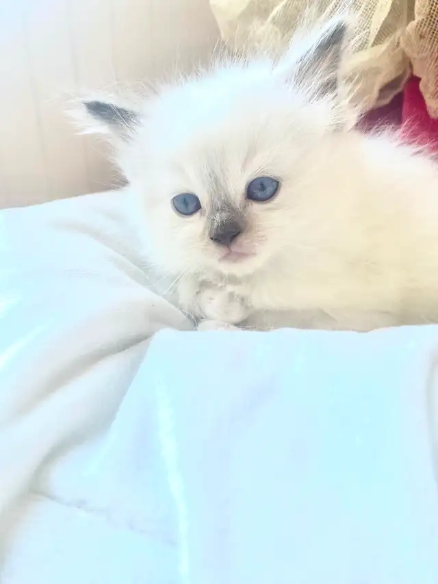 BEAUTIFUL BABY BICOLOR RAGDOLLS!! - Photo 9