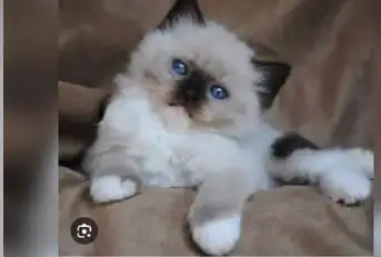 GORGEOUS BABY WHITE MITTED BICOLOR BABY RAGDOLLS!! - Photo 5