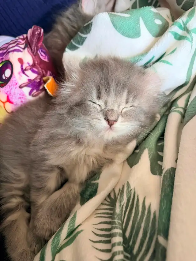 Highland lynx - Photo 2