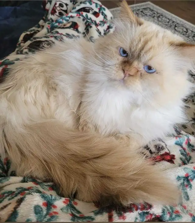 Free Male Ragdoll Cat – 6 Years old - Photo 2