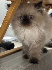 Himalayan Kittens
