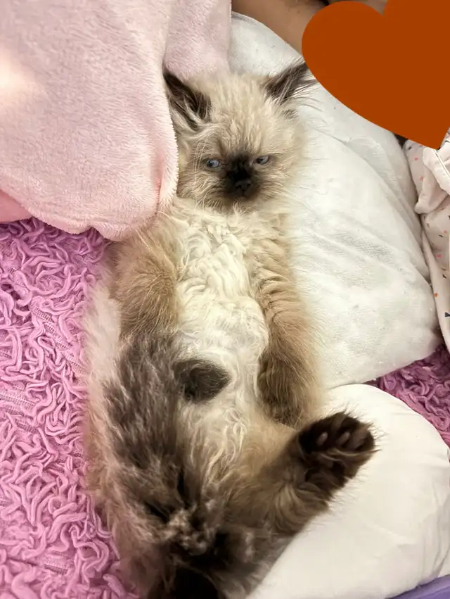 Himalayan Kittens - Photo 2