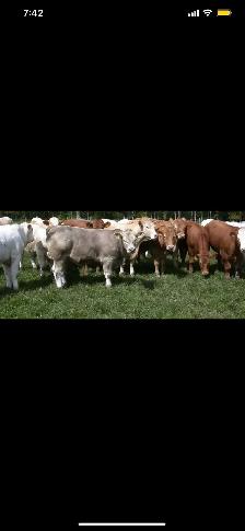 Qurbani booking available