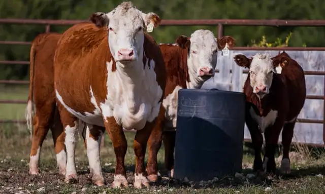 Qurbani booking available - Photo 2