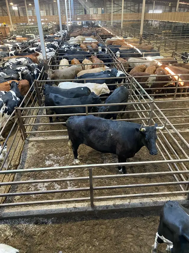 Qurbani booking available - Photo 4