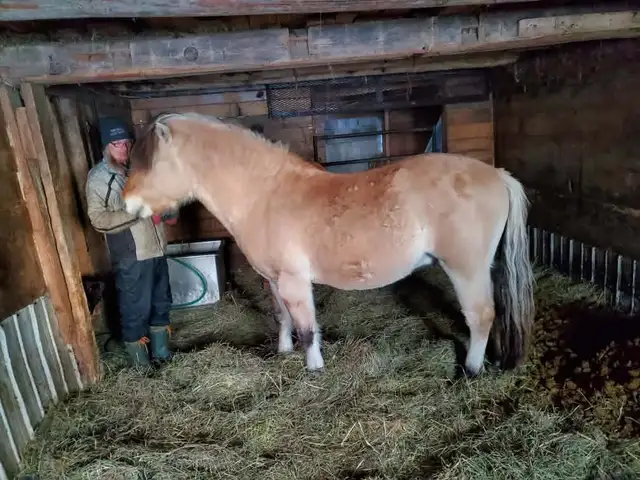 4 year old Fjord stud.