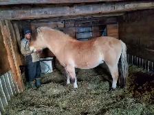 4 year old Fjord stud.
