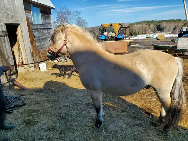 4 year old Fjord stud. - Photo 2
